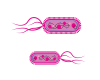 Bakterienbild - Link zur E. coli-Seite