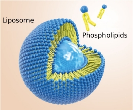 Liposomas con fosfolípidos