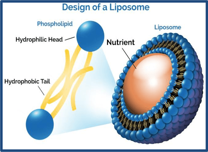 estructura de diseño de un liposoma