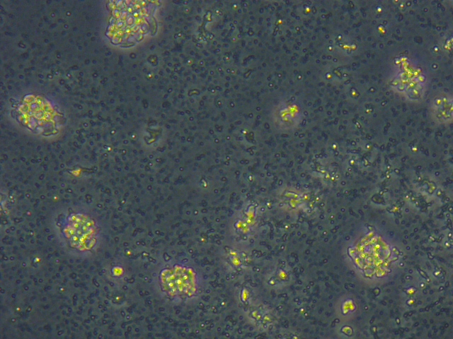 Levure - cellules après lyse cellulaire - Homogénéisateur.