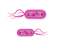 E.coli - Bacteria image link