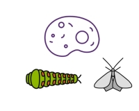 mammalian & insect image link
